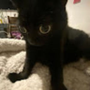Meet your Posher, Binxx